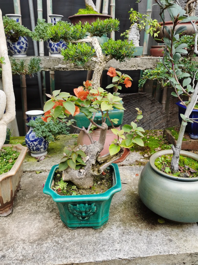 【腾跃苗木】一物一拍