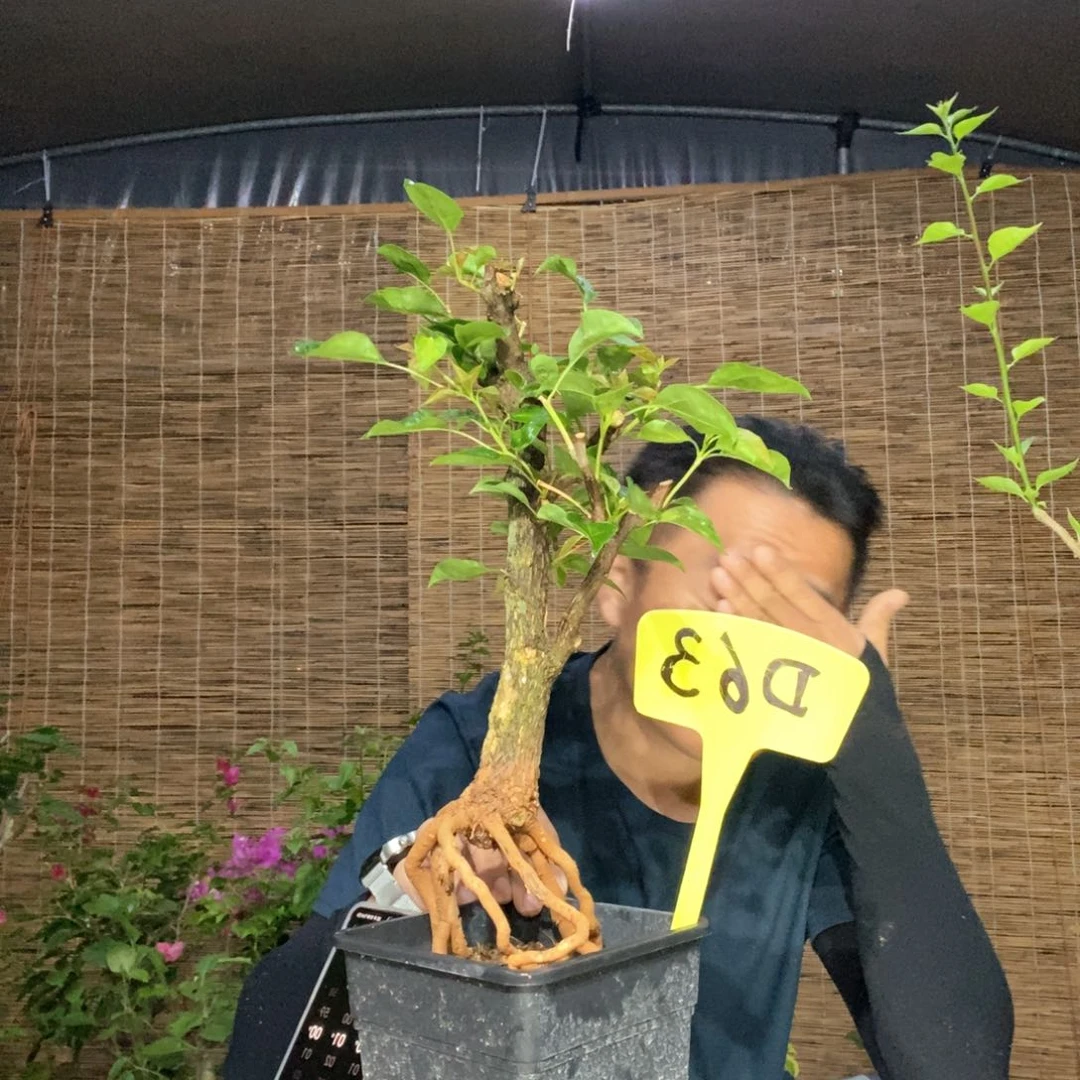 果*酱三角梅蒙娜丽莎黄D63