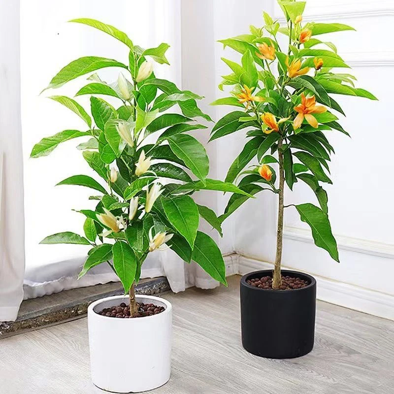 浓香型白兰花庭院阳台四季开花