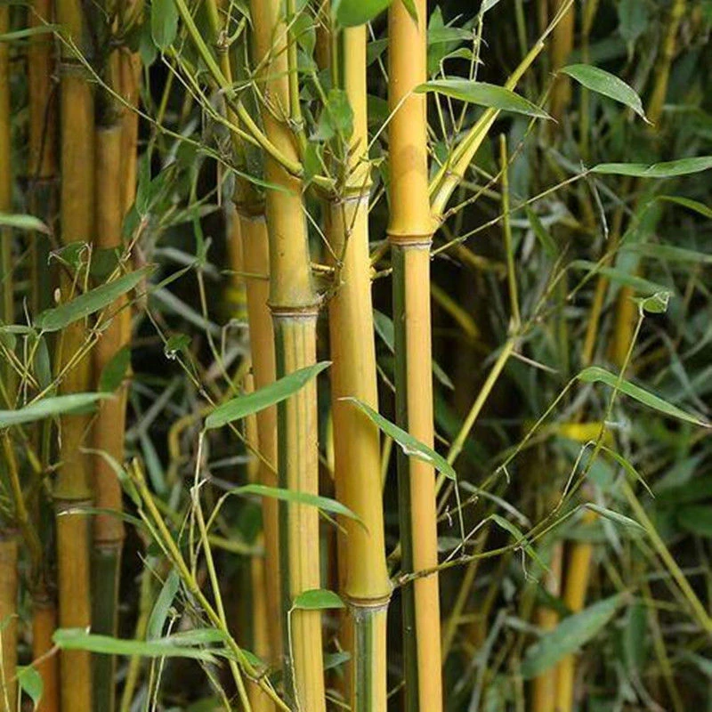 竹子竹苗新鲜庭院四季竹子树苗金镶玉黄竹招财竹子盆栽室内室外竹