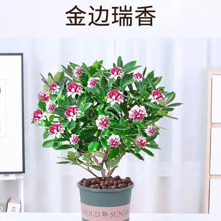 【带花苞】金边瑞香浓香型耐寒开花盆栽室内植物四季花卉老桩客厅