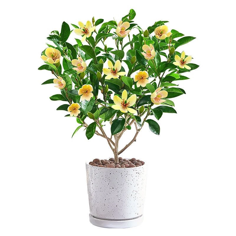 四季含笑花带花苞树苗开花浓香型好养耐活的室外庭院阳台花卉植物