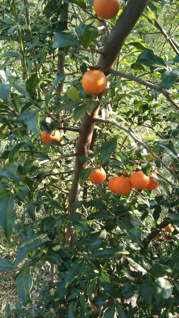 金弹子直播间拍品