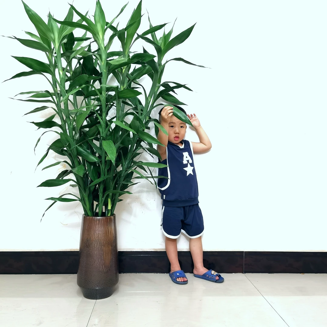 云南富贵竹1米3到1米5基地批发直播粗枝大号水培养富贵竹水养客厅