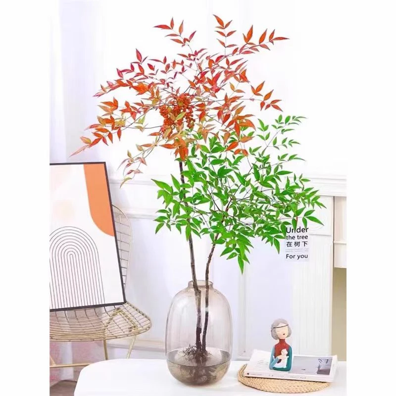 南天竹盆栽鲜切枝水培植物办公室客厅室内花卉蓝天竹绿植水养真树