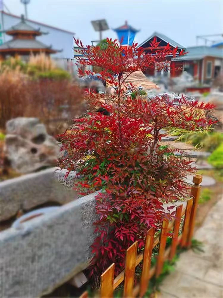 红天竹树苗庭院花卉植物绿化苗木观叶盆栽耐寒四季好养