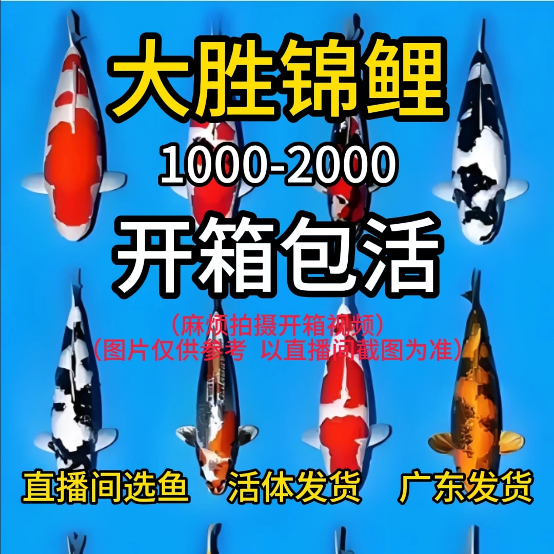 1000-2000锦鲤直播间精品锦鲤活体锦鲤大三家大正等截图发货