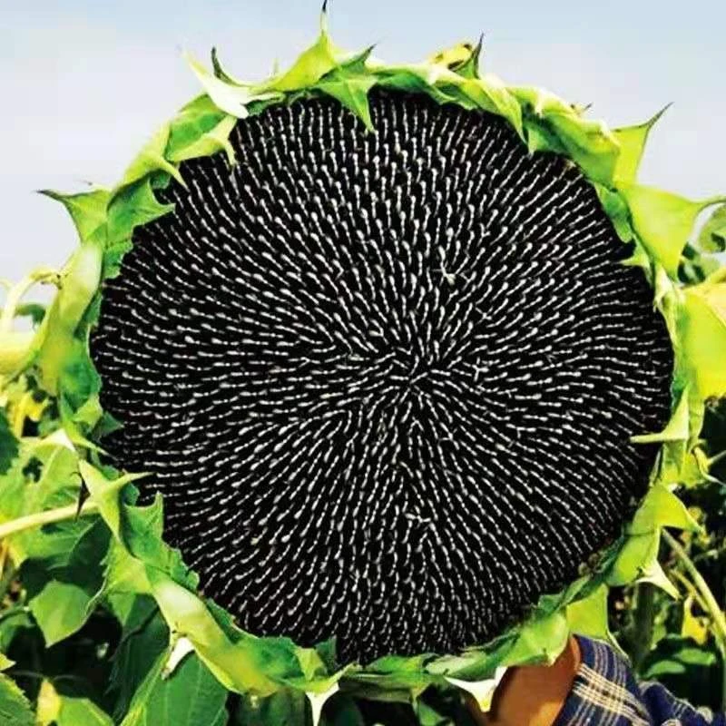 大型食用向日葵种子大粒饱满葵花籽瓜子种子阳台庭院大田种植