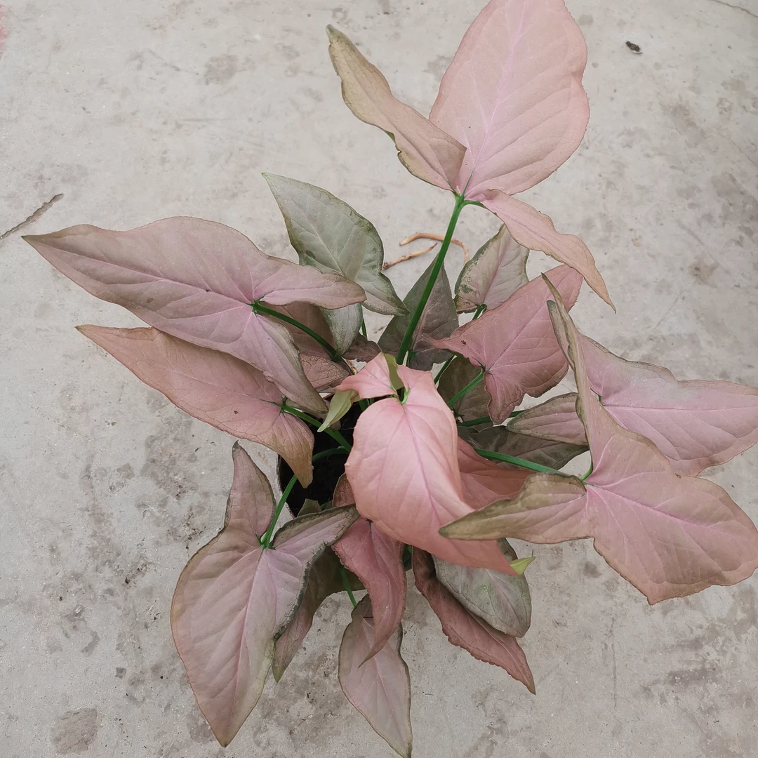 （百花园艺）小红梅合果芋绿植盆栽花卉绿植桌上室内客厅耐阴植物