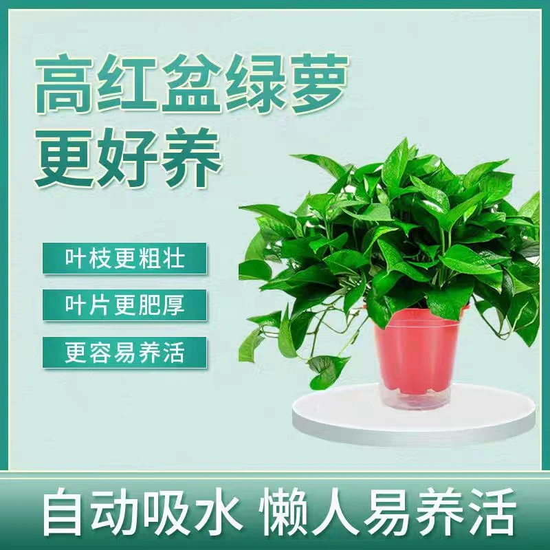 高脚红盆绿萝高端大气净化空气吸附甲醛基地直发可长藤绿萝耐活