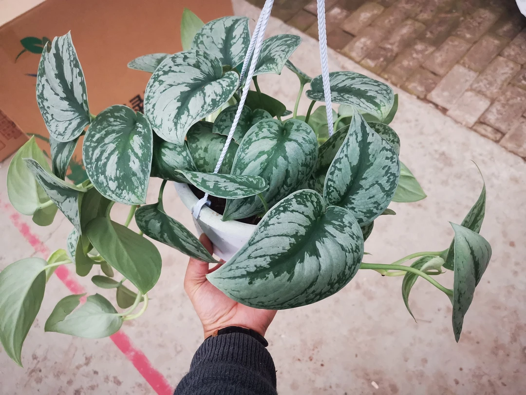 大叶银斑葛室内好养观叶吸甲醛净化空气小众品种网红绿植垂钓稀有