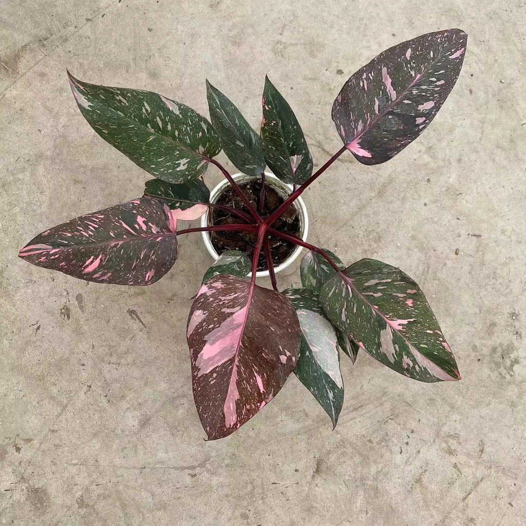 大理石粉小型蔓绿绒盆栽ins风室内绿植花卉绿植盆栽苦苣苔植物