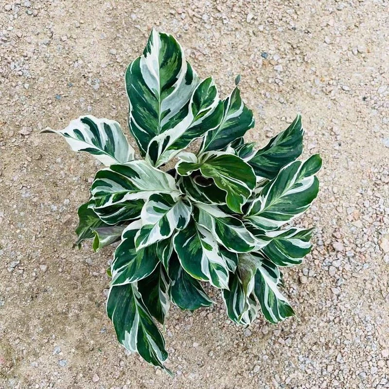 白油画竹芋盆栽花卉办公桌书房室内好养植物网红ins趣味观叶风绿