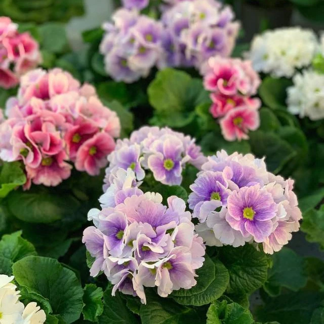 四季樱草报春花优质营养盆带花发货花期长养护花量大非常适合盆栽