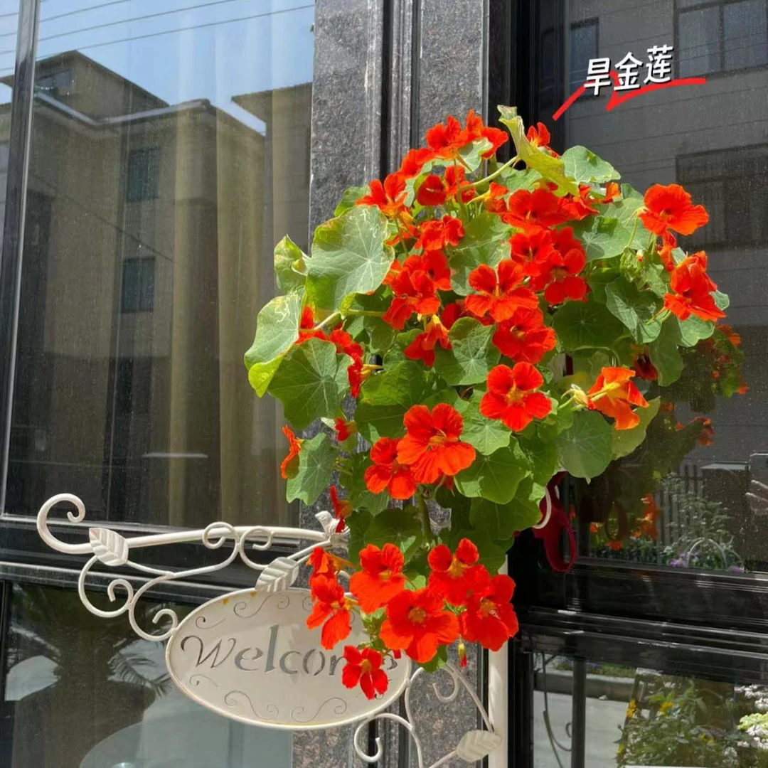 旱金莲盆栽室内花卉阳台绿植垂钓爬藤植物多年生绿植好养庭院遮阳