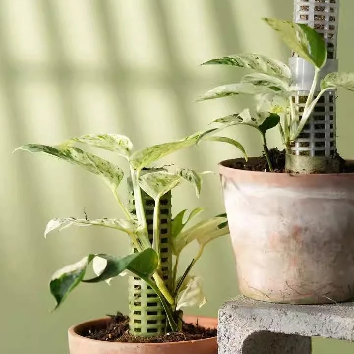 纵野 / 薄荷麒麟尾 天南星科观叶绿植室内盆栽客厅装饰植物好养活