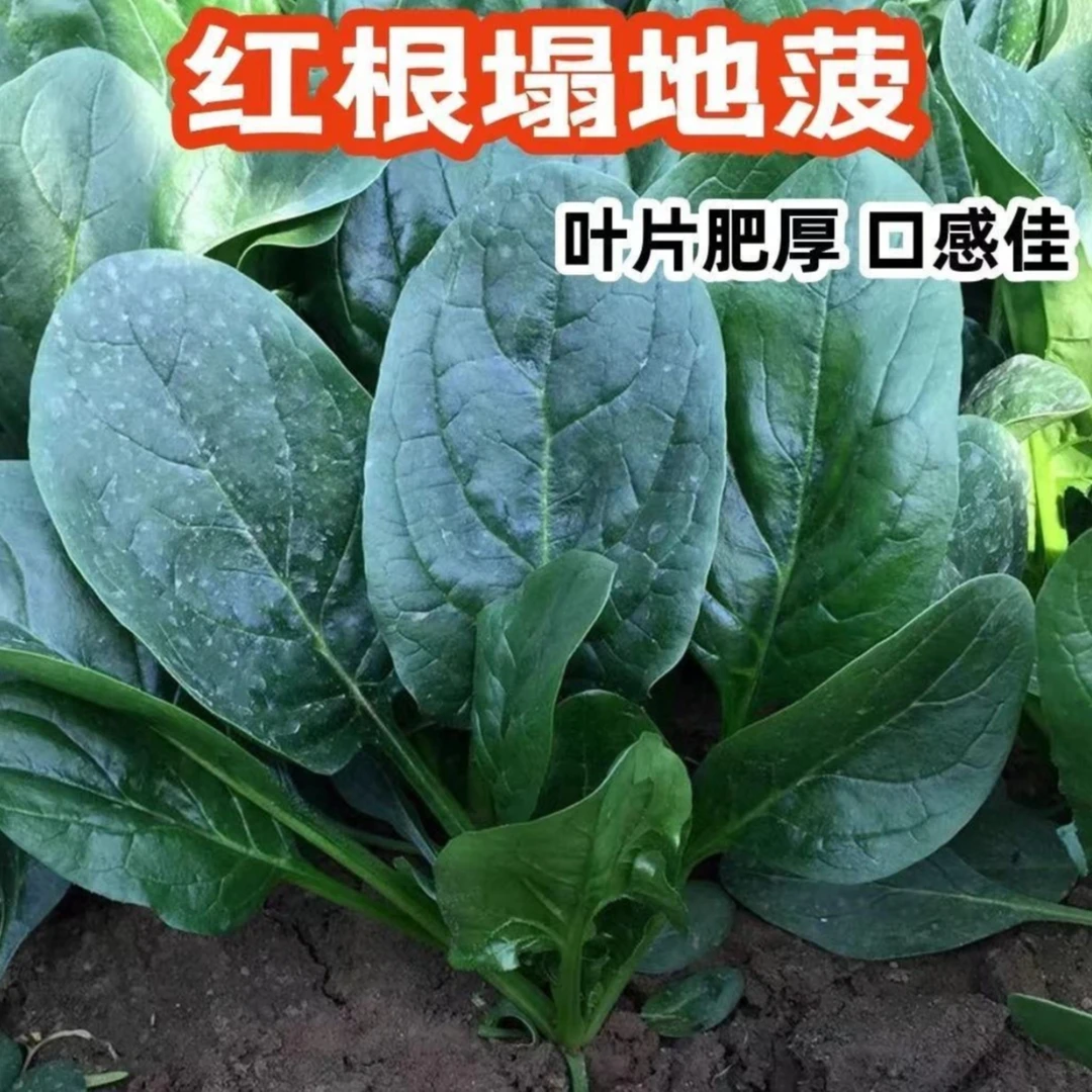 【耐热趴地菠菜种子】耐热夏季种籽菠菜种籽春秋冬四季