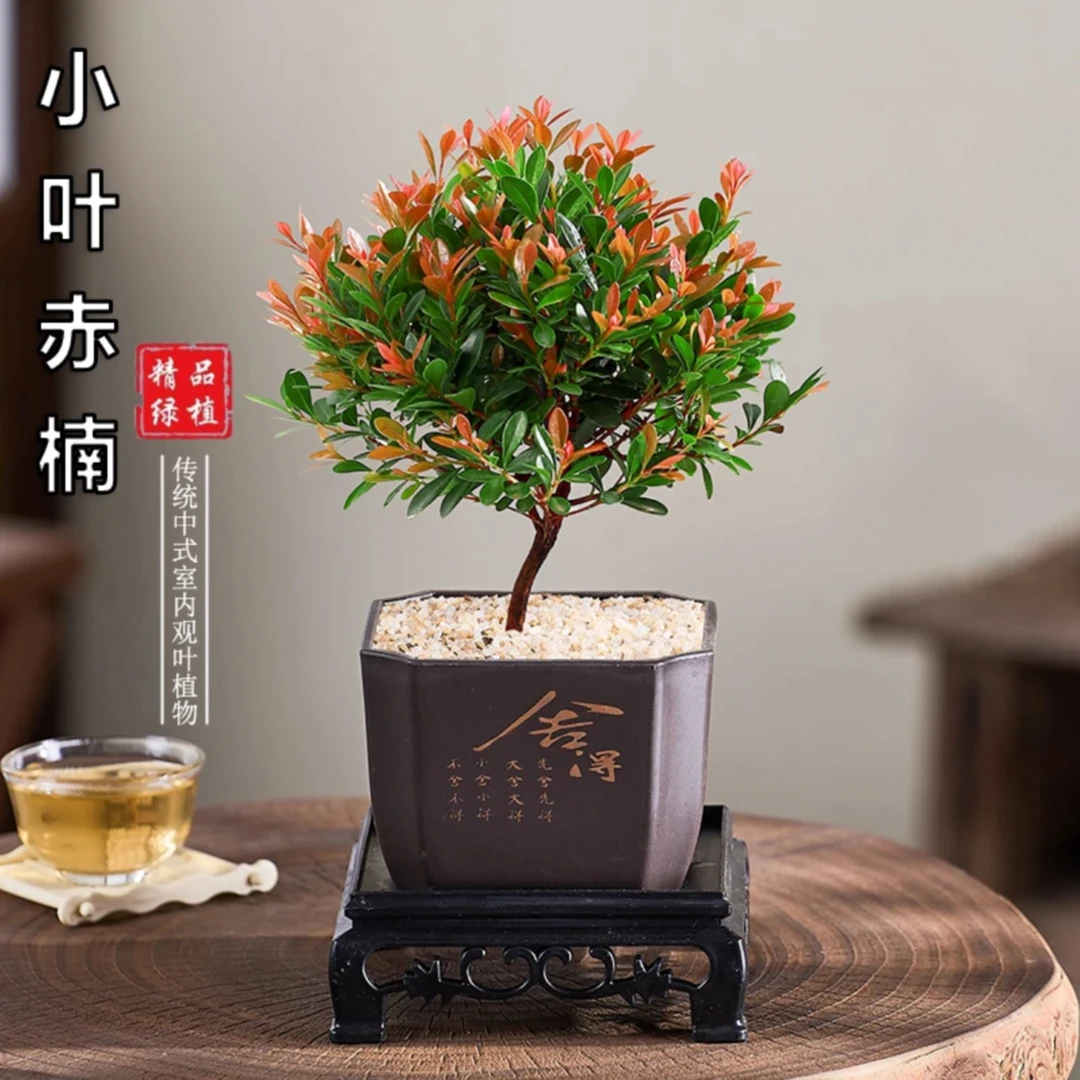 小叶赤楠盆栽苗办公室卧室清新空气盆栽好养易活