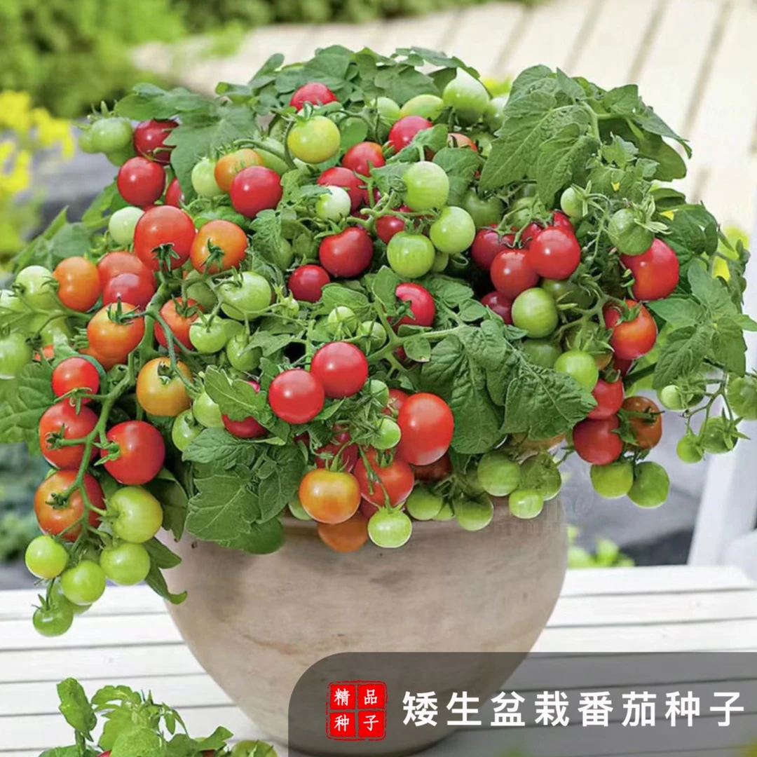 矮生番茄种子阳台蔬菜可观赏食用小樱桃番茄种子