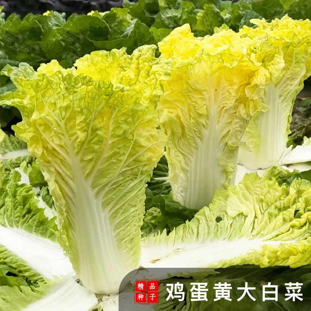 【鸡蛋黄大白菜种子】家庭阳台小院盆栽地栽四季种植