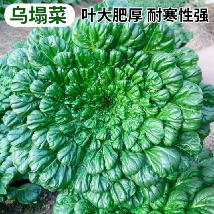 【耐热速生乌塌菜种子】农田耐寒蔬菜高产纤维盆栽地栽四季种植