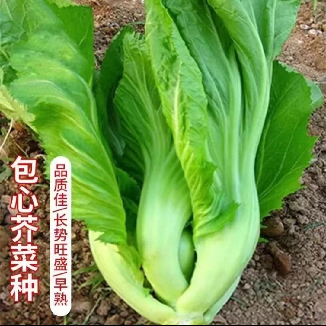 大肉包心芥菜种子四季种植营养丰盛易包心耐热耐旱