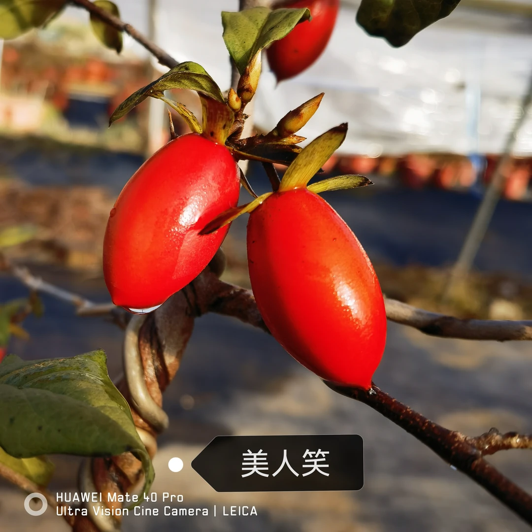 精品老鸦柿，精品小品，直播间一物一拍