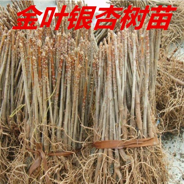 占地银杏树小苗白果苗金叶银杏银杏树苗庭院植物行道绿化苗银杏苗
