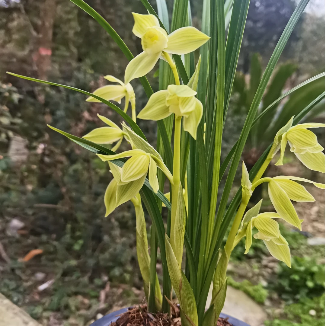 春剑玉堂春兰花绿植家养阳台兰花植物春季栽培