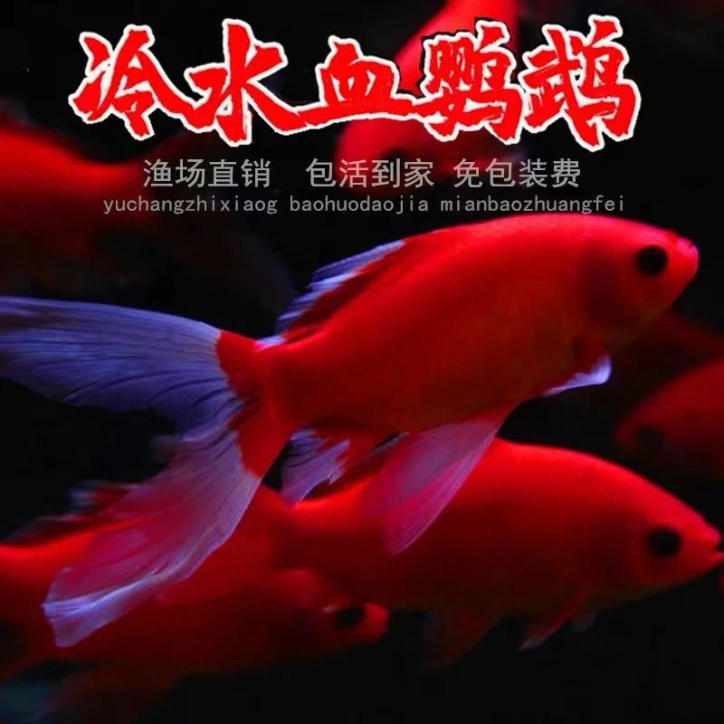 无品牌冷水鹦鹉软麟草金鸡血红葡萄眼14-16公分7条