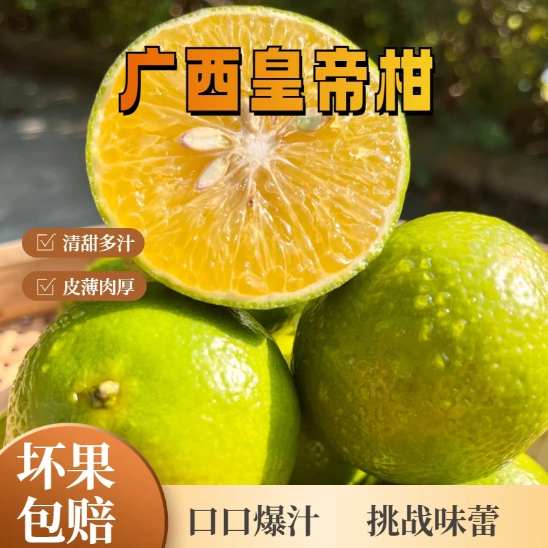 【坏果包赔】广西正宗皇帝柑新鲜绿皮橙子柑橘当季水果产地直发