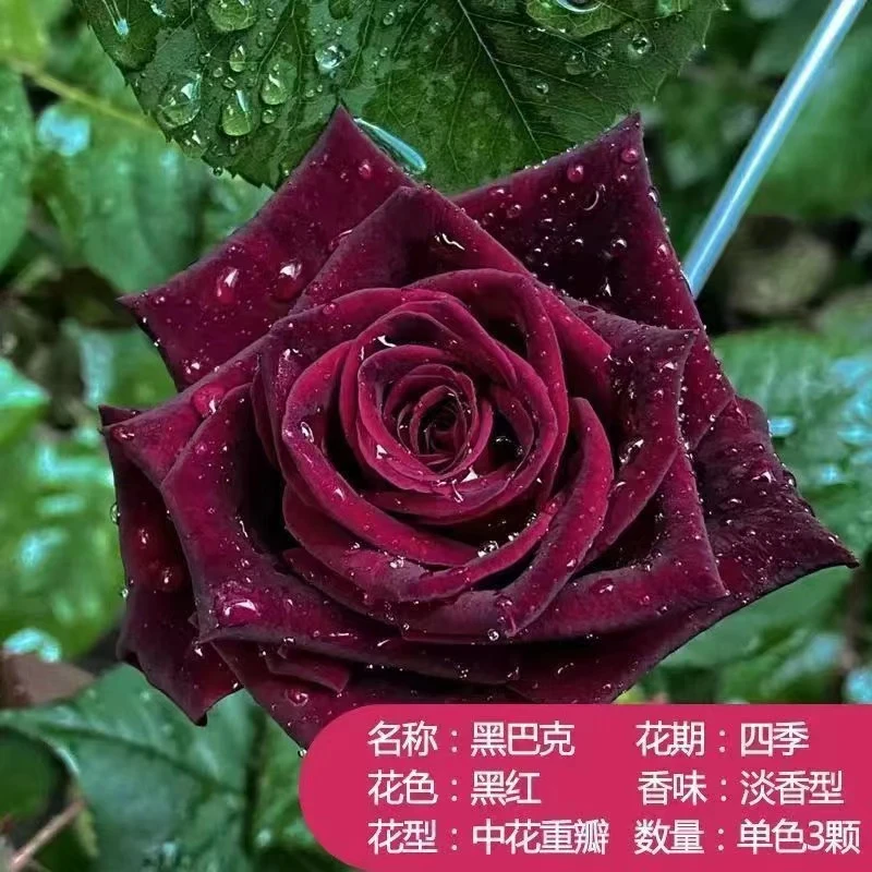 [黑巴克]云南玫瑰花 老桩大苗 云南基地直发