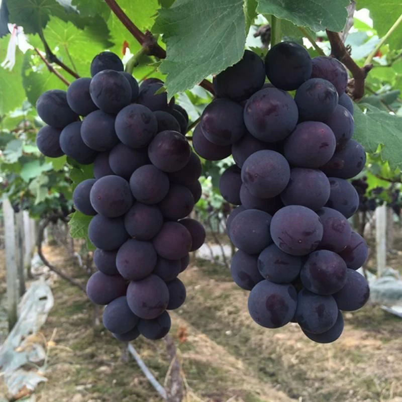 顺丰浦江巨峰葡萄 新鲜夏季孕妇水果整箱大果葡萄现摘 【颗粒发货】