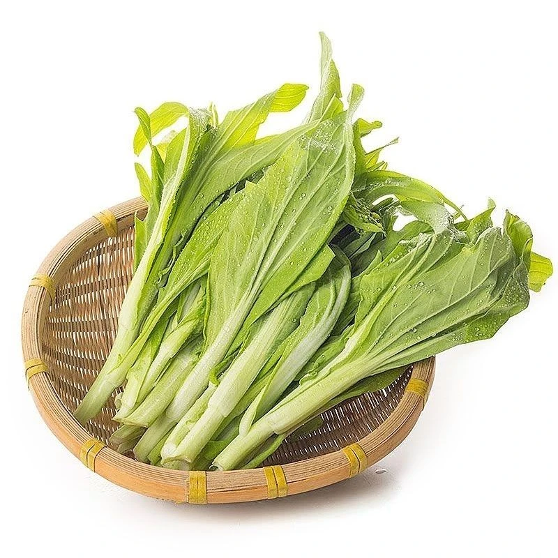 汉州鲜白菜苔基地直发新鲜现采现发