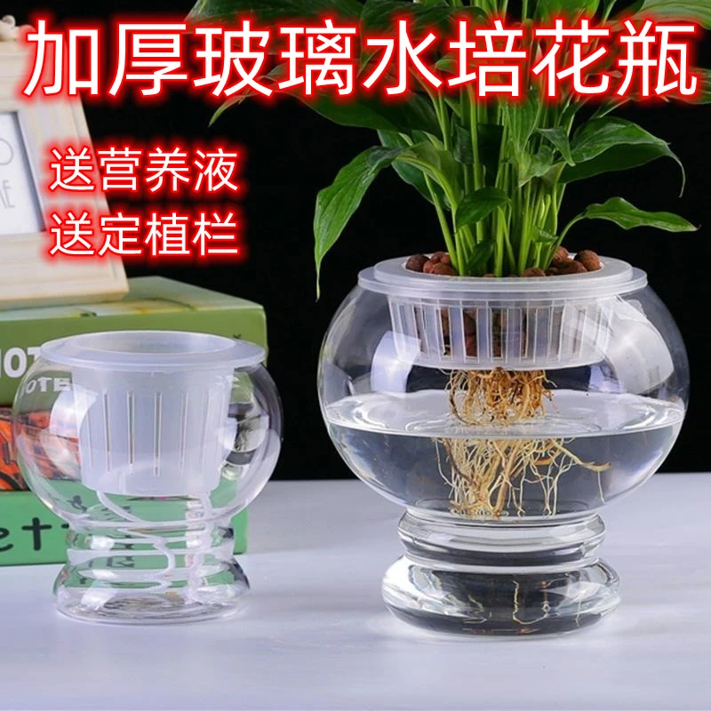 桌面绿萝发财树水培盆玻璃圆球加厚玻璃花瓶阳台种植造景养鱼缸