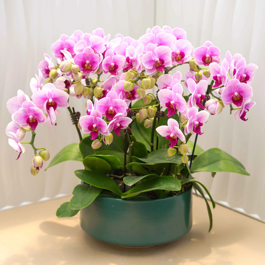 【宝贝】粉色系蝴蝶兰室内蝴蝶兰盆栽花色粉色花期冬季