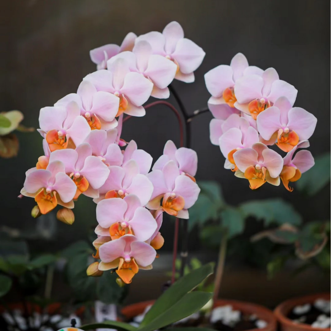 【图尔坎】粉色系蝴蝶兰3个月花期室内花带盆