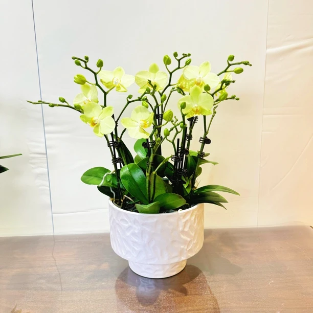 【卡莉】绿色系蝴蝶兰室内花卉绿植多侧枝陶瓷盆