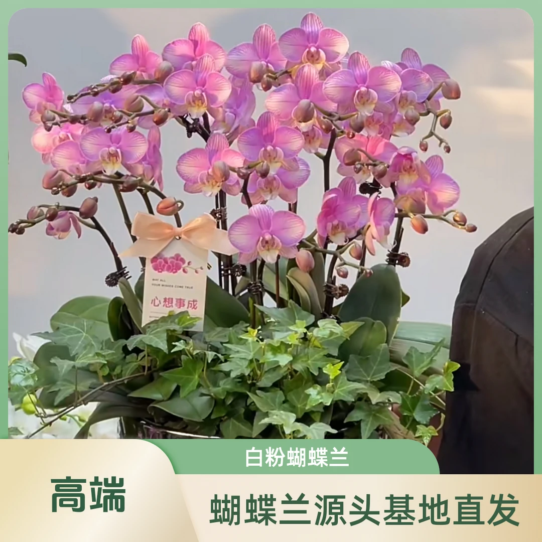 【情愫】白粉系蝴蝶兰室内花卉绿植3.0寸杯带盆