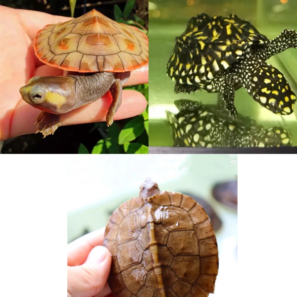 斑点龟满天星苗圆奥红腹侧龟深水观赏龟亚巨龟半水龟浅水龟宠物龟