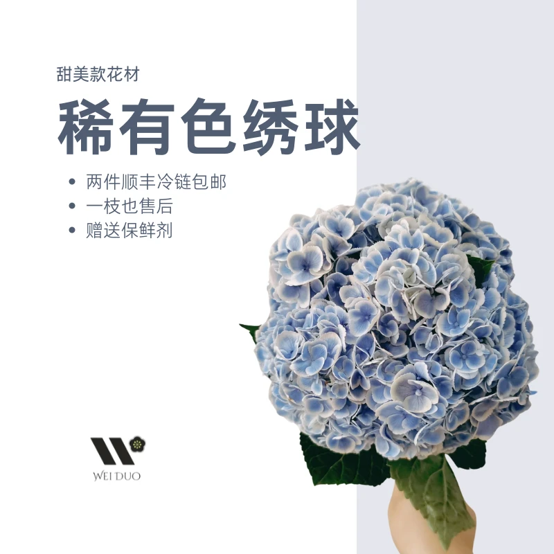 【稀有绣球】1枝 2单包邮 孔雀 花绿 深紫