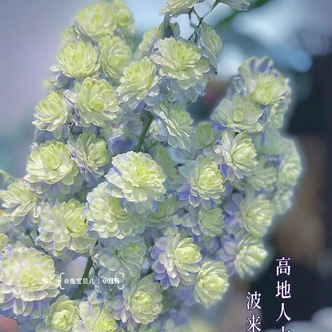 【高地人大飞燕两单起】0℃以下地区要拍保温棉不拍保温棉冻坏不售后