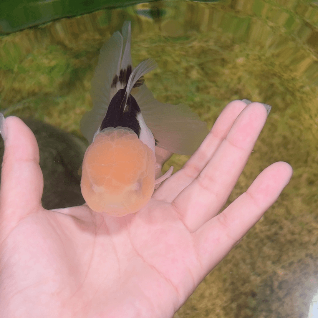 狮头鱼金鱼类不分公母13-15足***者