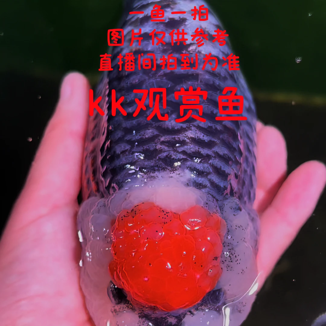 kk观赏鱼 拍前请看链接详情 运费自理 兰寿泰狮玛丽金鱼 一鱼一拍