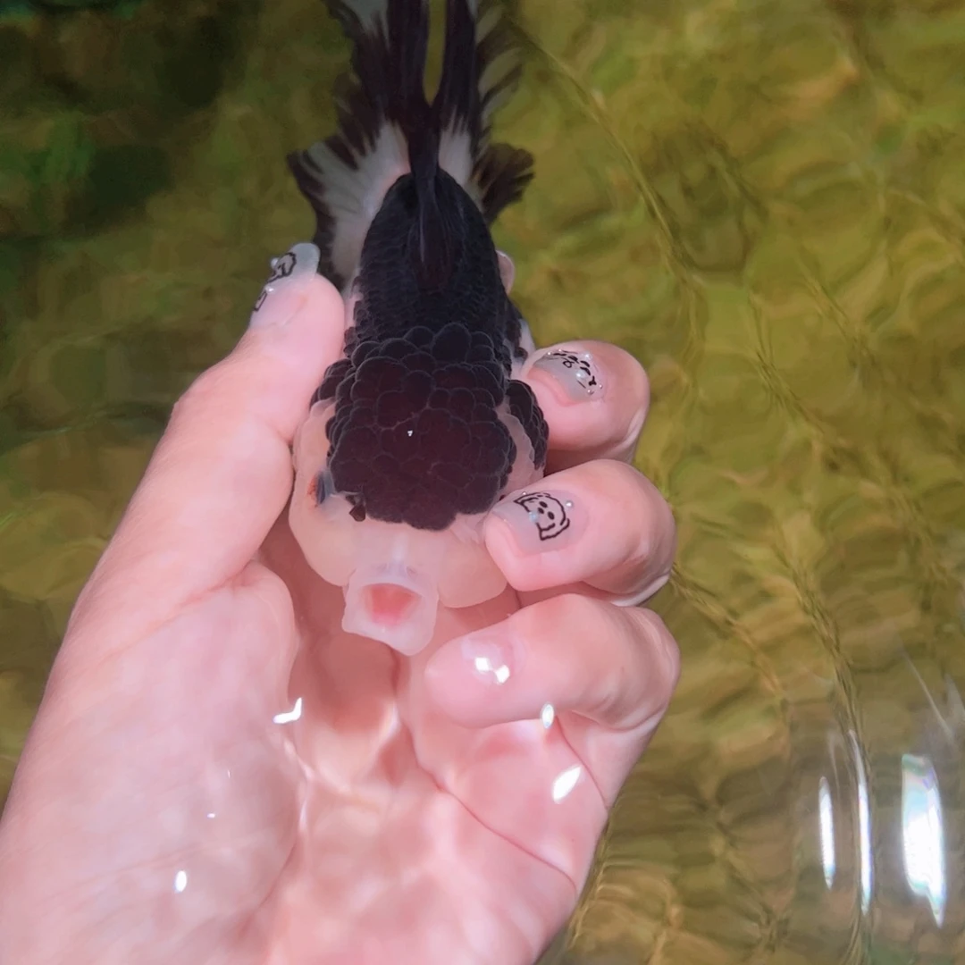 狮头鱼金鱼类不分公母13-15刘**姐