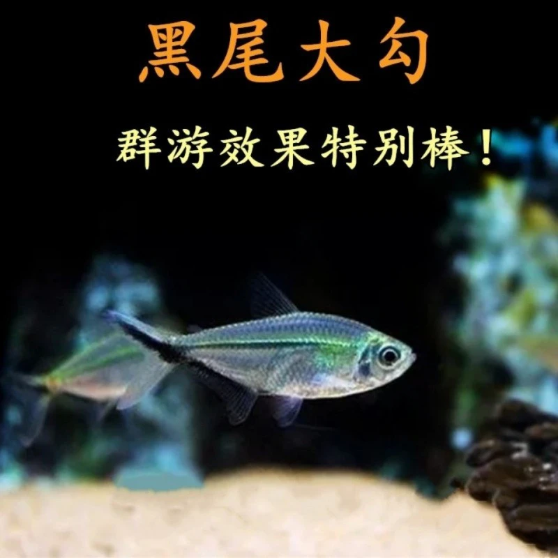陕西发货黑尾大勾黑尾旗热带鱼观赏鱼草缸群游鱼小型鱼鱼黑尾灯鱼