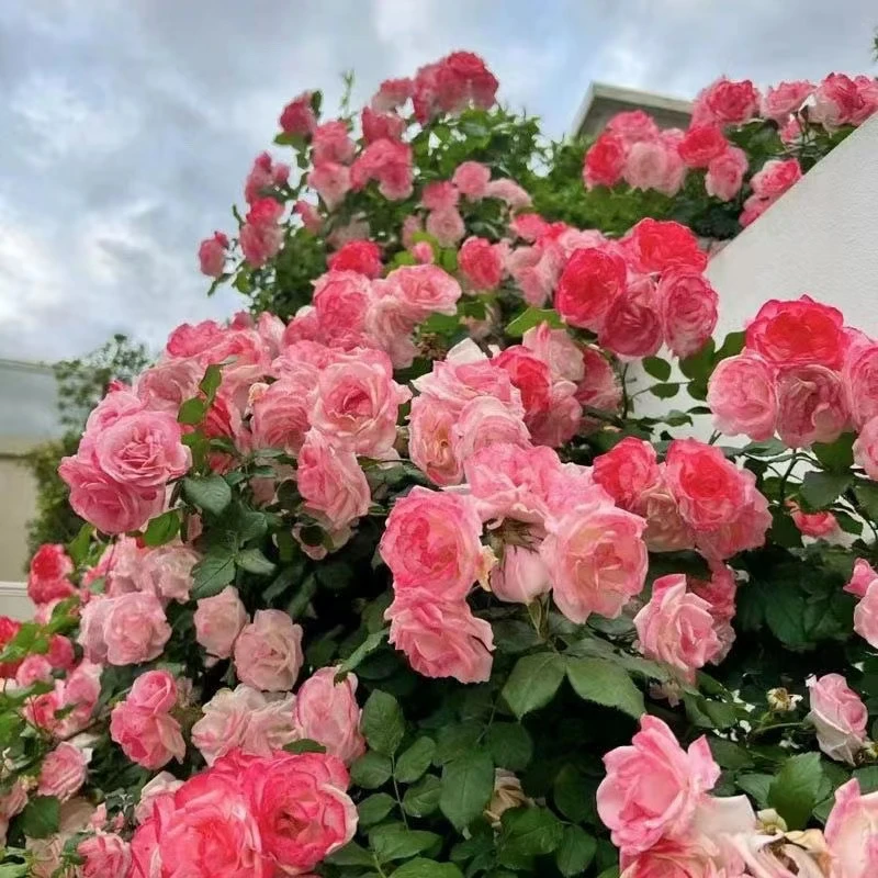 1.5-1.7米高 樱霞 藤本月季大苗四季阳台庭院爬藤爬墙花卉蔷薇