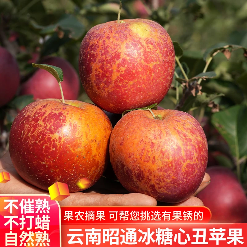 云南昭通丑苹果现摘个人现发当季水果冰糖心脆甜视频多汁果肉细腻