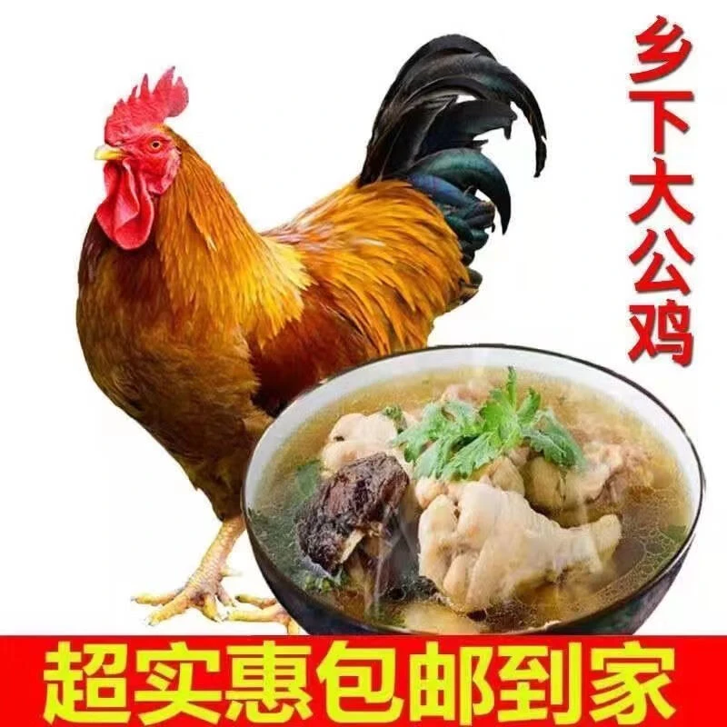 【3只高山放养土公鸡】黄脚土鸡新鲜鸡肉跑山鸡当年溜达鸡新鲜宰杀