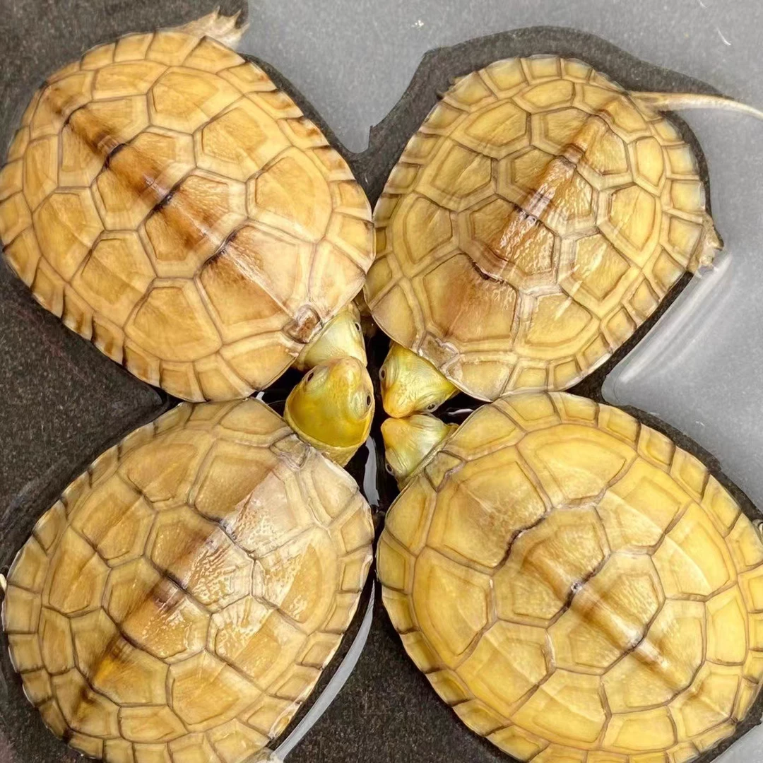 三黄小青龟中华草龟白巴龟宠物观赏龟